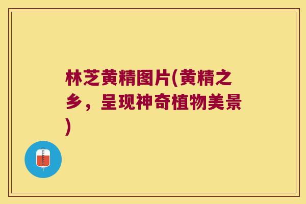 林芝黄精图片(黄精之乡,呈现神奇植物美景) 林芝黄精图片(黄精之乡,呈现神奇植物美景)