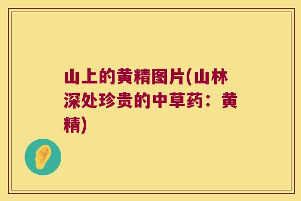 山上的黄精图片(山林深处珍贵的中草药:黄精) 山上的黄精图片(山林深处珍贵的中草药:黄精)