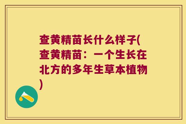 查黄精苗长什么样子(查黄精苗:一个生长在北方的多年生草本植物) 查黄精苗长什么样子(查黄精苗:一个生长在北方的多年生草本植物)