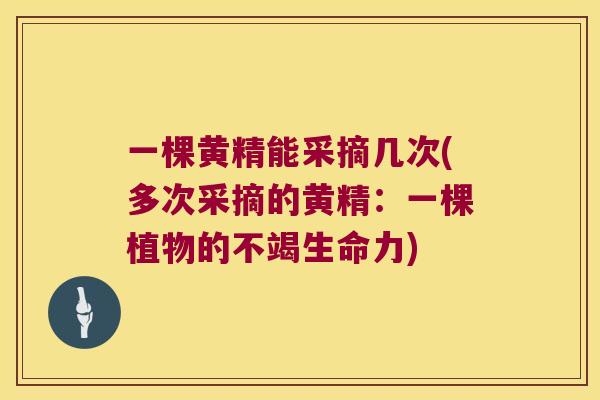 一棵黄精能采摘几次(多次采摘的黄精:一棵植物的不竭生命力) 一棵黄精能采摘几次(多次采摘的黄精:一棵植物的不竭生命力)