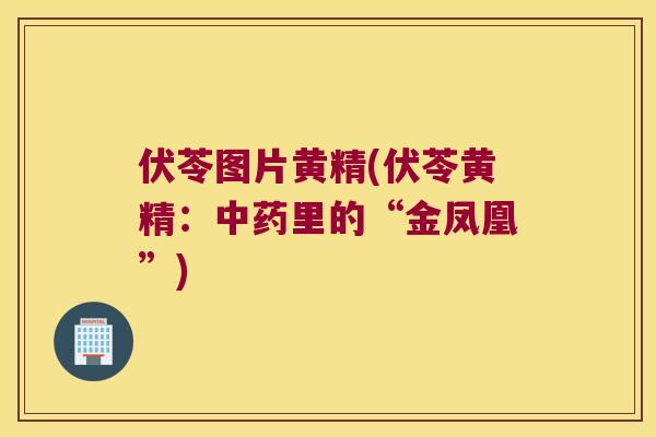 伏苓图片黄精(伏苓黄精:里的“金凤凰”) 伏苓图片黄精(伏苓黄精:里的“金凤凰”)