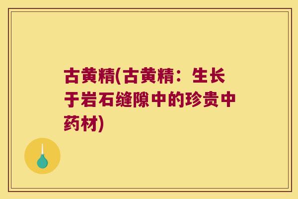 古黄精(古黄精:生长于岩石缝隙中的珍贵材) 古黄精(古黄精:生长于岩石缝隙中的珍贵材)