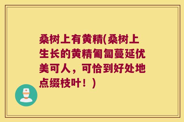 桑树上有黄精(桑树上生长的黄精匍匐蔓延优美可人，可恰到好处地点缀枝叶！)