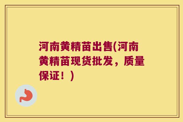河南黄精苗出售(河南黄精苗现货批发，质量保证！)