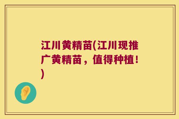 江川黄精苗(江川现推广黄精苗,值得种植!) 江川黄精苗(江川现推广黄精苗,值得种植!)