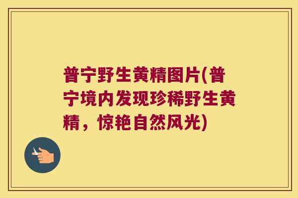 普宁野生黄精图片(普宁境内发现珍稀野生黄精，惊艳自然风光)
