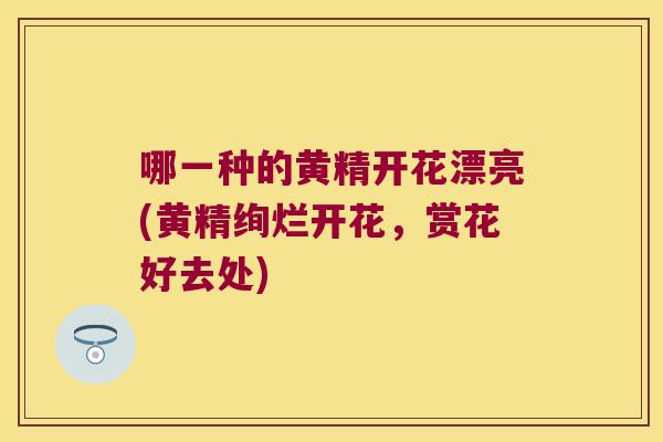 哪一种的黄精开花漂亮(黄精绚烂开花，赏花好去处)