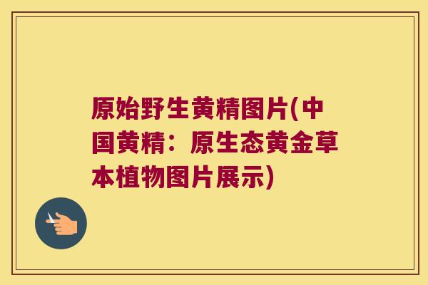 原始野生黄精图片(中国黄精:原生态黄金草本植物图片展示) 原始野生黄精图片(中国黄精:原生态黄金草本植物图片展示)