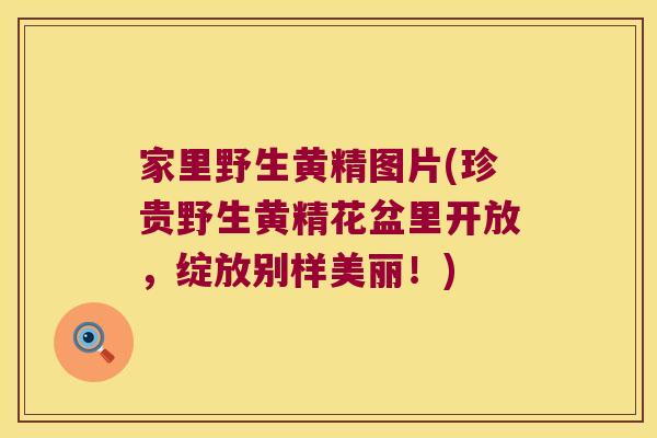 家里野生黄精图片(珍贵野生黄精花盆里开放,绽放别样美丽!) 家里野生黄精图片(珍贵野生黄精花盆里开放,绽放别样美丽!)