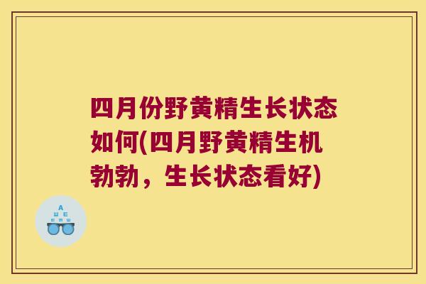 四月份野黄精生长状态如何(四月野黄精生机勃勃,生长状态看好) 四月份野黄精生长状态如何(四月野黄精生机勃勃,生长状态看好)