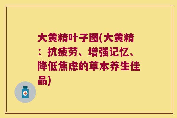 大黄精叶子图(大黄精：、增强记忆、降低的草本养生佳品)