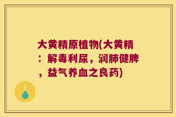 大黄精原植物(大黄精：利尿，润健脾，益气之良药)