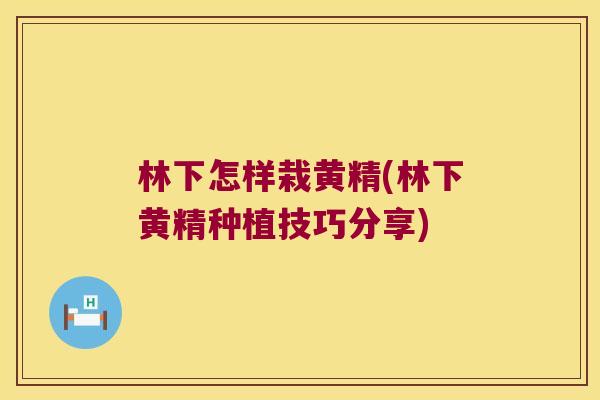 林下怎样栽黄精(林下黄精种植技巧分享)