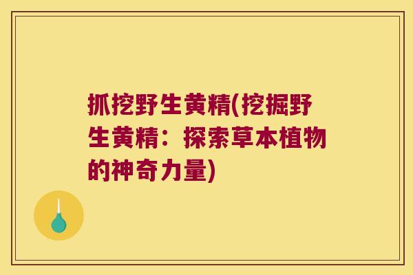 抓挖野生黄精(挖掘野生黄精：探索草本植物的神奇力量)