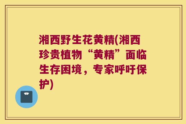 湘西野生花黄精(湘西珍贵植物“黄精”面临生存困境,专家呼吁保护) 湘西野生花黄精(湘西珍贵植物“黄精”面临生存困境,专家呼吁保护)