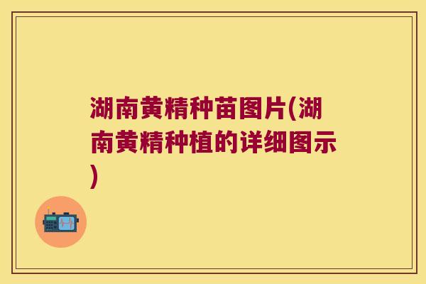 湖南黄精种苗图片(湖南黄精种植的详细图示)