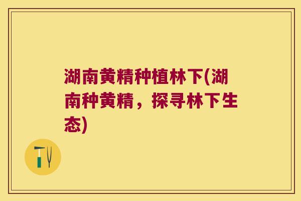 湖南黄精种植林下(湖南种黄精，探寻林下生态)