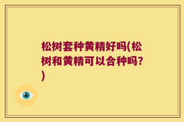 松树套种黄精好吗(松树和黄精可以合种吗？)