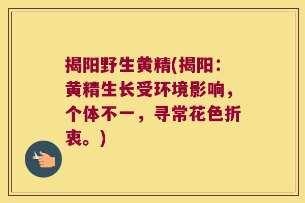 揭阳野生黄精(揭阳:黄精生长受环境影响,个体不一,寻常花色折衷。) 揭阳野生黄精(揭阳:黄精生长受环境影响,个体不一,寻常花色折衷。)