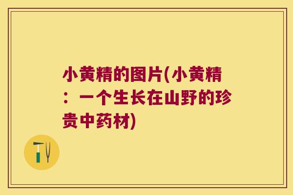 小黄精的图片(小黄精：一个生长在山野的珍贵材)