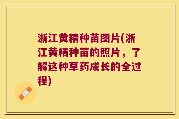 浙江黄精种苗图片(浙江黄精种苗的照片，了解这种草药成长的全过程)