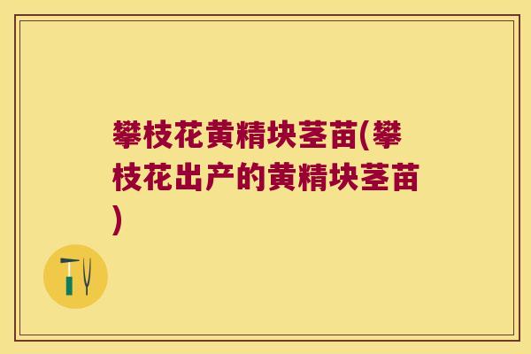 攀枝花黄精块茎苗(攀枝花出产的黄精块茎苗) 攀枝花黄精块茎苗(攀枝花出产的黄精块茎苗)