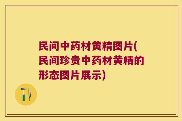 民间材黄精图片(民间珍贵材黄精的形态图片展示)