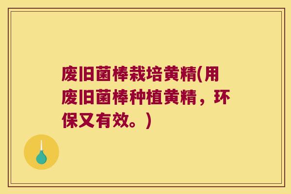 废旧菌棒栽培黄精(用废旧菌棒种植黄精，环保又有效。)