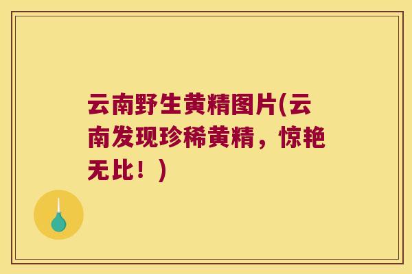 云南野生黄精图片(云南发现珍稀黄精,惊艳无比!) 云南野生黄精图片(云南发现珍稀黄精,惊艳无比!)