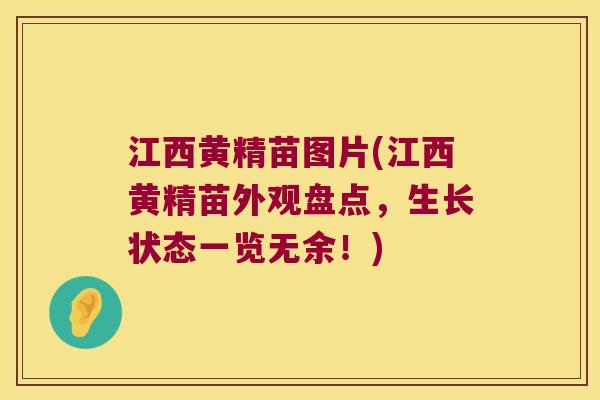 江西黄精苗图片(江西黄精苗外观盘点，生长状态一览无余！)