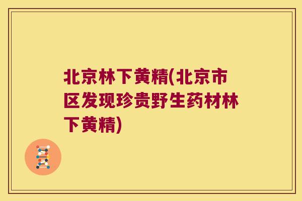 北京林下黄精(北京市区发现珍贵野生药材林下黄精) 北京林下黄精(北京市区发现珍贵野生药材林下黄精)
