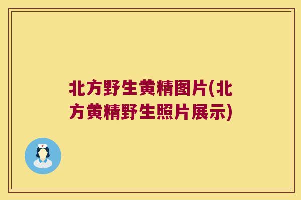 北方野生黄精图片(北方黄精野生照片展示)