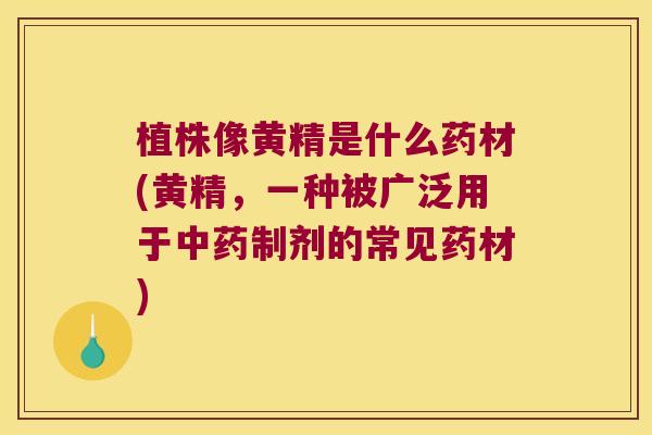 植株像黄精是什么药材(黄精,一种被广泛用于制剂的常见药材) 植株像黄精是什么药材(黄精,一种被广泛用于制剂的常见药材)