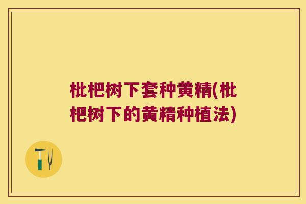枇杷树下套种黄精(枇杷树下的黄精种植法)