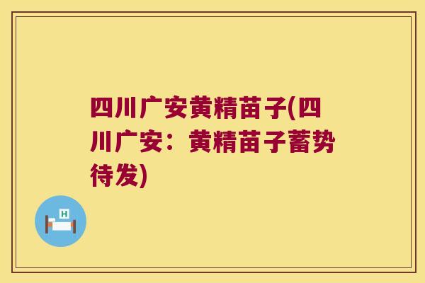 四川广安黄精苗子(四川广安:黄精苗子蓄势待发) 四川广安黄精苗子(四川广安:黄精苗子蓄势待发)