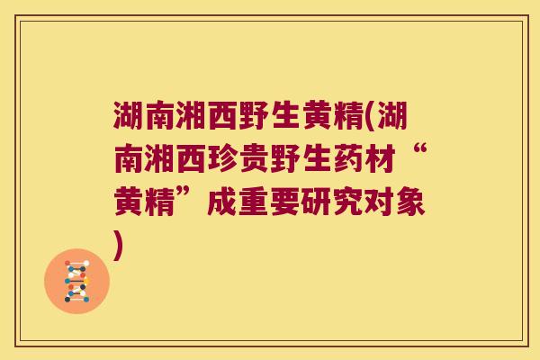 湖南湘西野生黄精(湖南湘西珍贵野生药材“黄精”成重要研究对象)