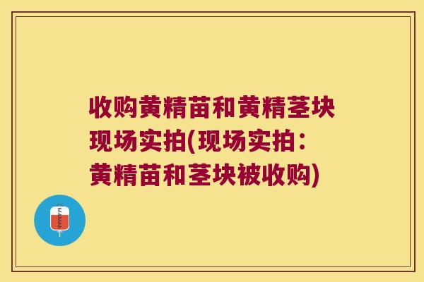 收购黄精苗和黄精茎块现场实拍(现场实拍：黄精苗和茎块被收购)