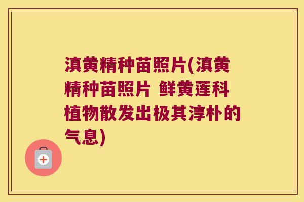 滇黄精种苗照片(滇黄精种苗照片 鲜黄莲科植物散发出极其淳朴的气息)