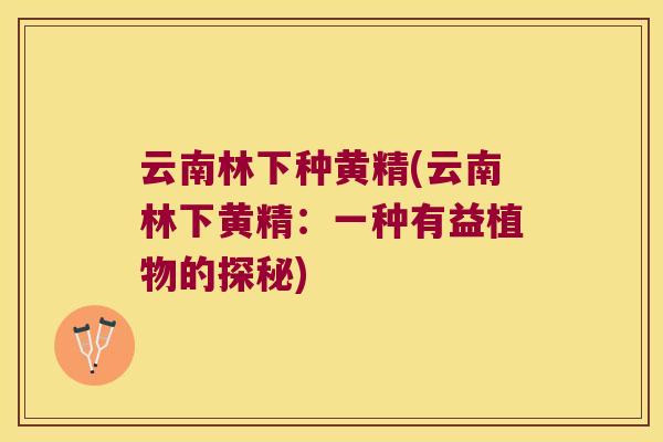 云南林下种黄精(云南林下黄精:一种有益植物的探秘) 云南林下种黄精(云南林下黄精:一种有益植物的探秘)