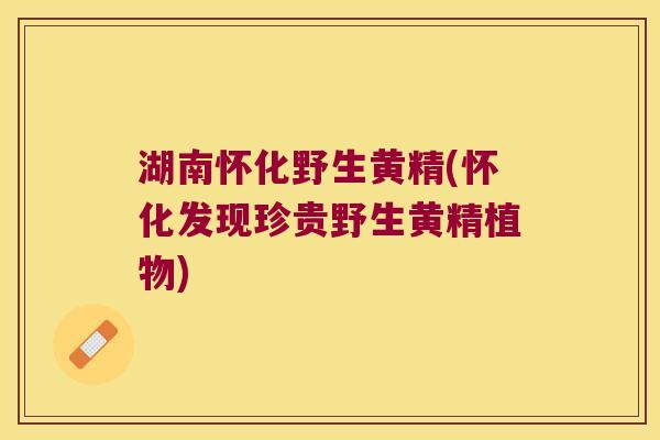 湖南怀化野生黄精(怀化发现珍贵野生黄精植物) 湖南怀化野生黄精(怀化发现珍贵野生黄精植物)