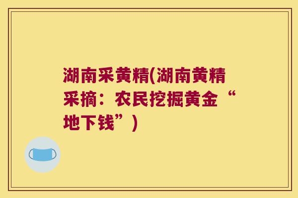 湖南采黄精(湖南黄精采摘:农民挖掘黄金“地下钱”) 湖南采黄精(湖南黄精采摘:农民挖掘黄金“地下钱”)