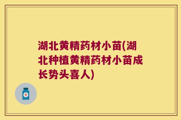 湖北黄精药材小苗(湖北种植黄精药材小苗成长势头喜人) 湖北黄精药材小苗(湖北种植黄精药材小苗成长势头喜人)