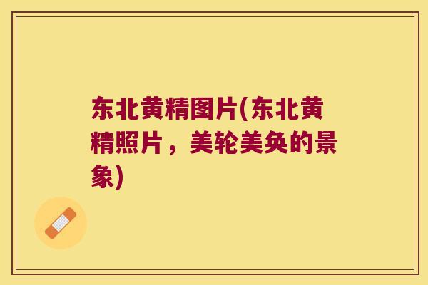 东北黄精图片(东北黄精照片,美轮美奂的景象) 东北黄精图片(东北黄精照片,美轮美奂的景象)