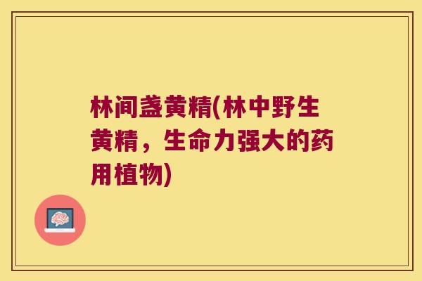 林间盏黄精(林中野生黄精,生命力强大的药用植物) 林间盏黄精(林中野生黄精,生命力强大的药用植物)