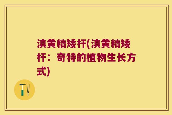 滇黄精矮杆(滇黄精矮杆:奇特的植物生长方式) 滇黄精矮杆(滇黄精矮杆:奇特的植物生长方式)