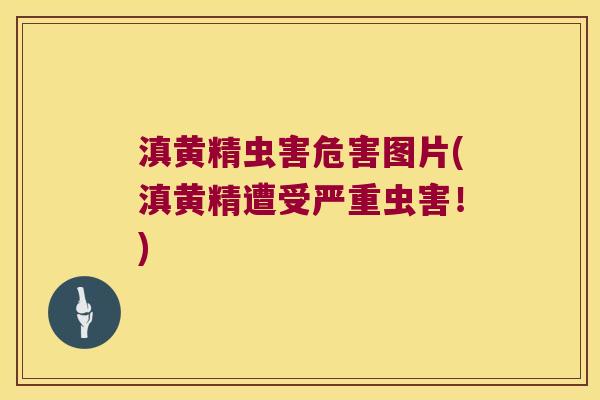 滇黄精虫害危害图片(滇黄精遭受严重虫害!) 滇黄精虫害危害图片(滇黄精遭受严重虫害!)