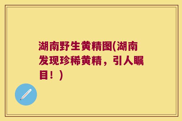 湖南野生黄精图(湖南发现珍稀黄精,引人瞩目!) 湖南野生黄精图(湖南发现珍稀黄精,引人瞩目!)