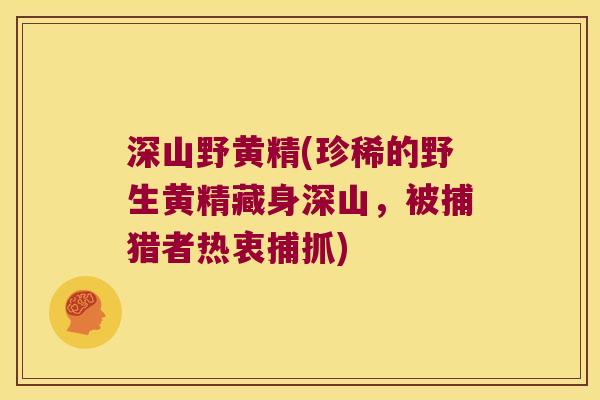 深山野黄精(珍稀的野生黄精藏身深山,被捕猎者热衷捕抓) 深山野黄精(珍稀的野生黄精藏身深山,被捕猎者热衷捕抓)