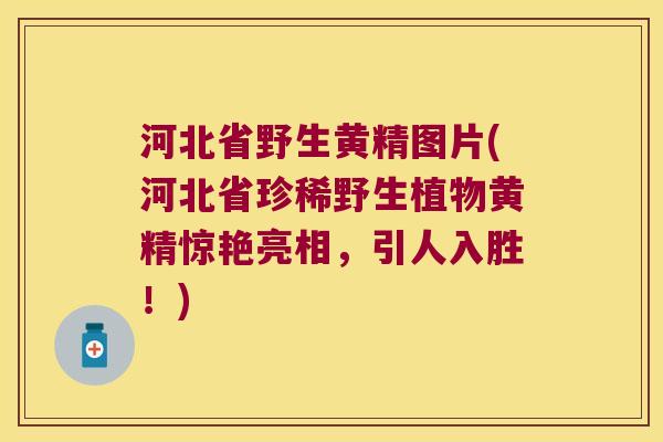 河北省野生黄精图片(河北省珍稀野生植物黄精惊艳亮相,引人入胜!) 河北省野生黄精图片(河北省珍稀野生植物黄精惊艳亮相,引人入胜!)