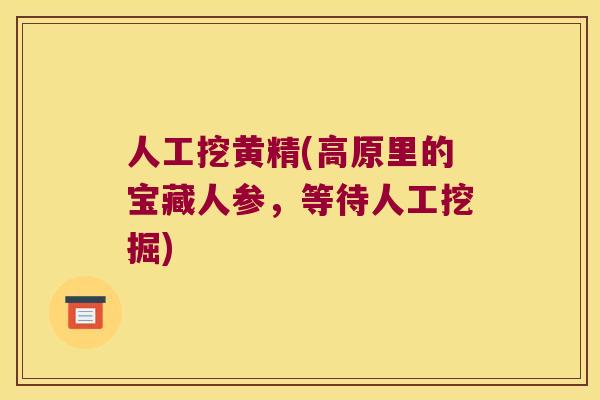 人工挖黄精(高原里的宝藏人参，等待人工挖掘)